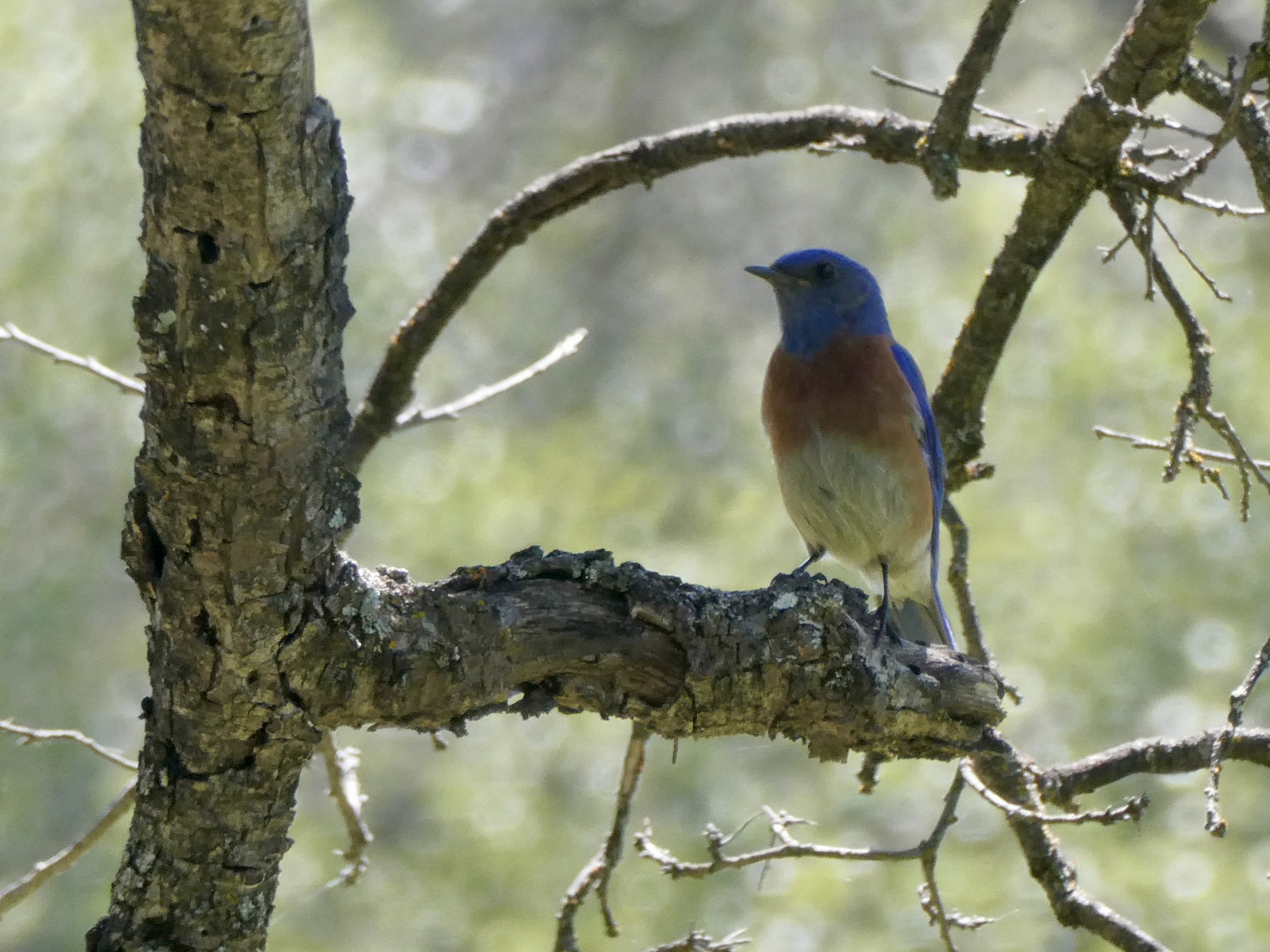Bluebird on a branch